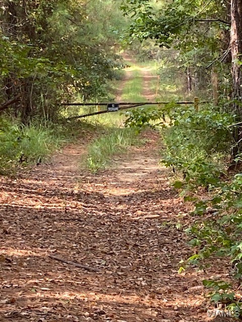 Robertson Road, Elrod, Alabama image 35