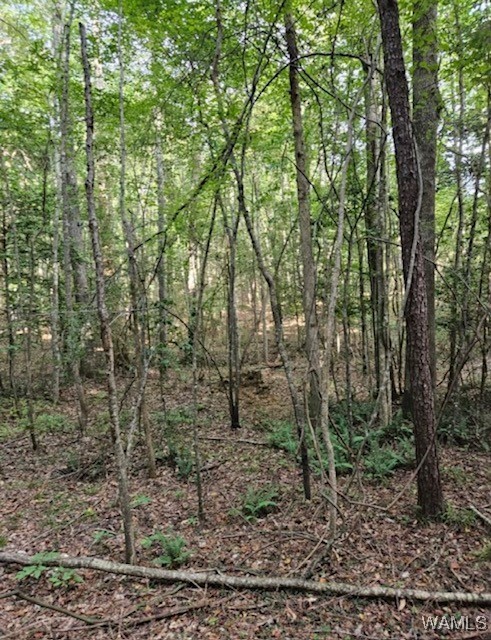 Robertson Road, Elrod, Alabama image 20