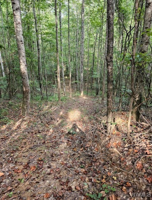 Robertson Road, Elrod, Alabama image 27