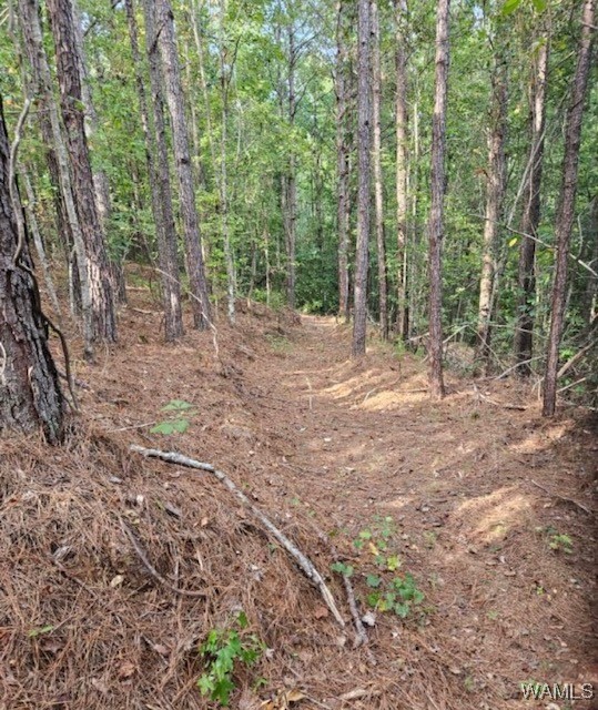 Robertson Road, Elrod, Alabama image 32