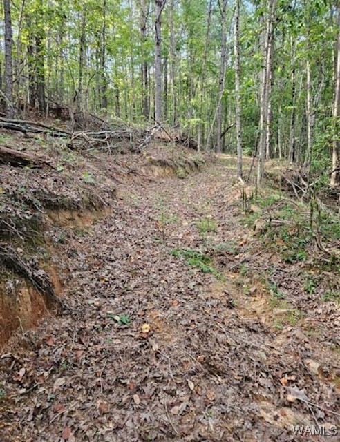 Robertson Road, Elrod, Alabama image 14