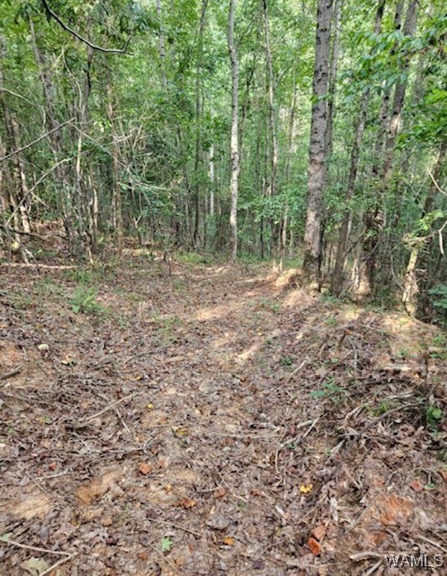 Robertson Road, Elrod, Alabama image 10