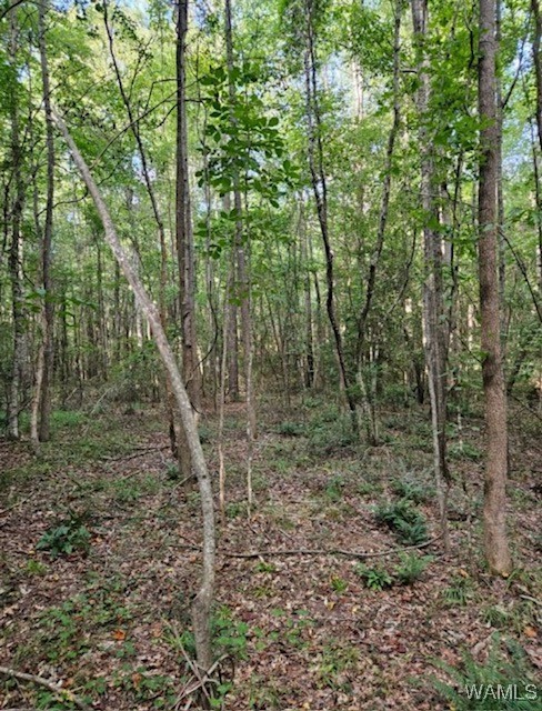 Robertson Road, Elrod, Alabama image 18