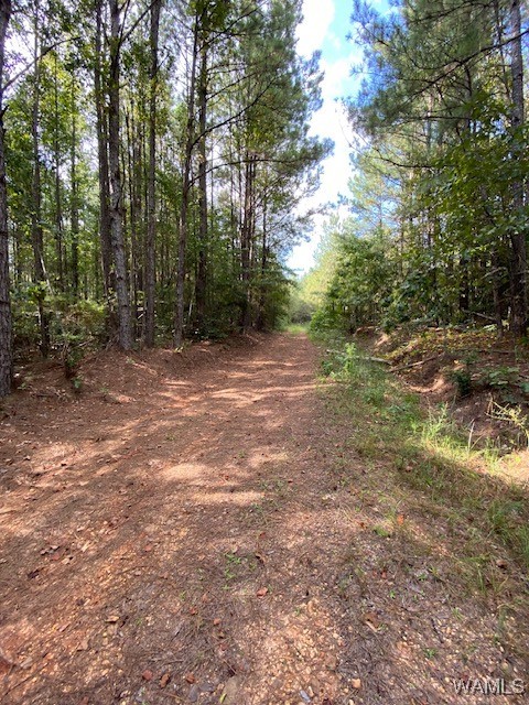 Robertson Road, Elrod, Alabama image 34