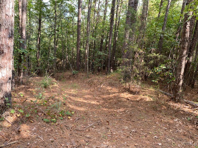 Robertson Road, Elrod, Alabama image 29