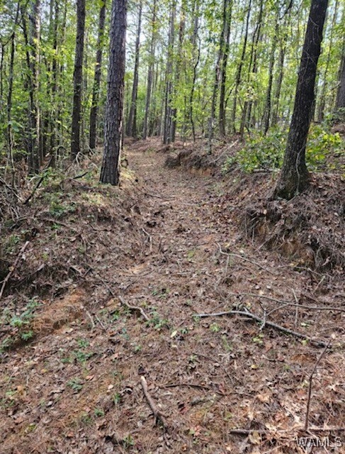 Robertson Road, Elrod, Alabama image 8