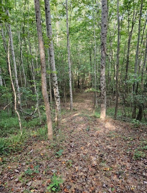 Robertson Road, Elrod, Alabama image 12