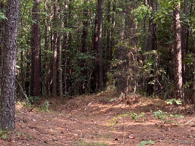 Robertson Road, Elrod, Alabama image 33
