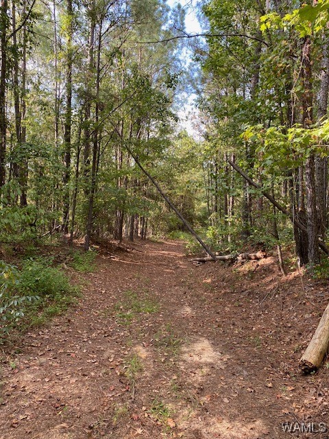Robertson Road, Elrod, Alabama image 31