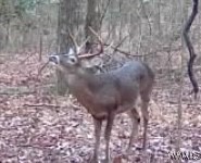 Robertson Road, Elrod, Alabama image 1