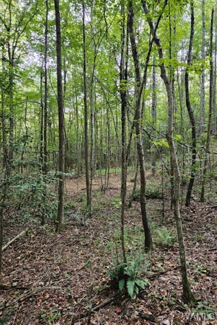 Robertson Road, Elrod, Alabama image 23