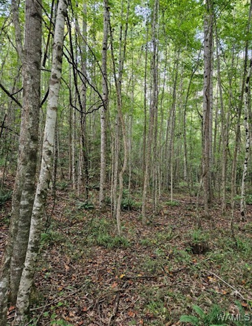 Robertson Road, Elrod, Alabama image 28