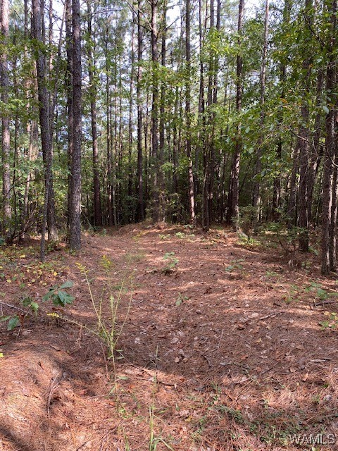 Robertson Road, Elrod, Alabama image 17