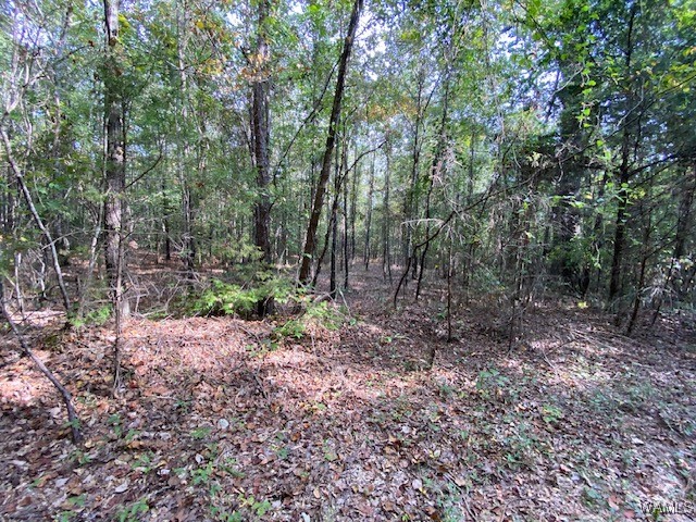 Robertson Road, Elrod, Alabama image 13