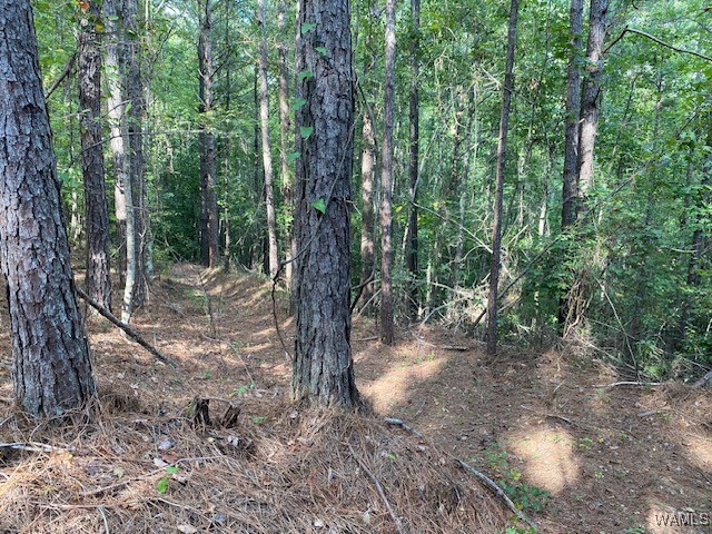 Robertson Road, Elrod, Alabama image 25