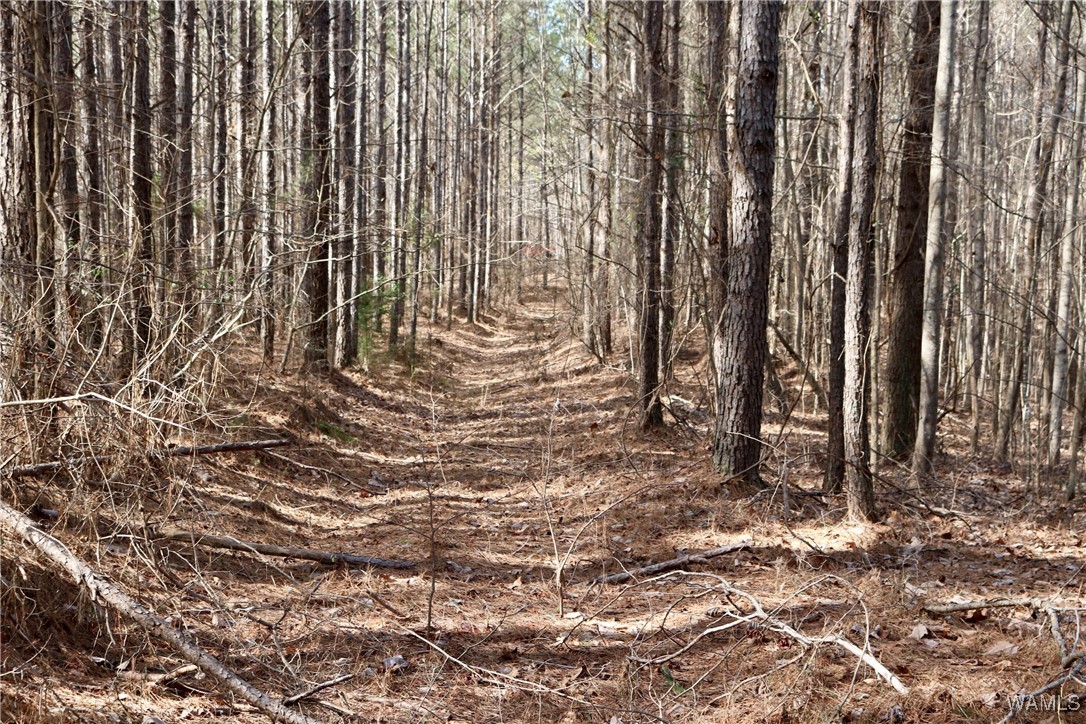 16717 Graham Road, Berry, Alabama image 1