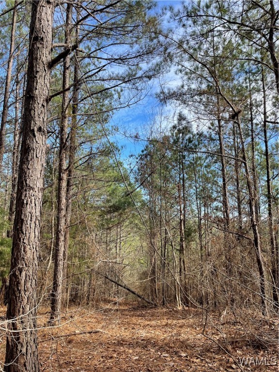 16717 Graham Road, Berry, Alabama image 5