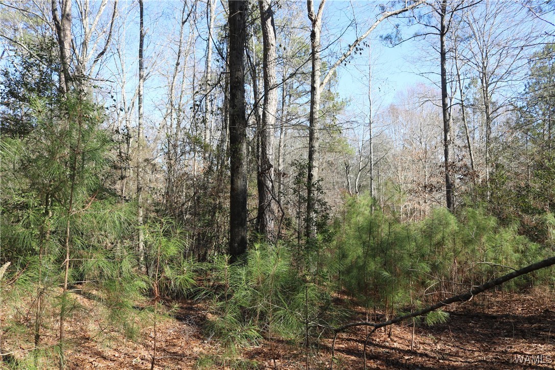16717 Graham Road, Berry, Alabama image 6