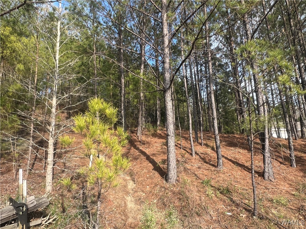Stone Ridge Pkwy, Brookwood, Alabama image 2