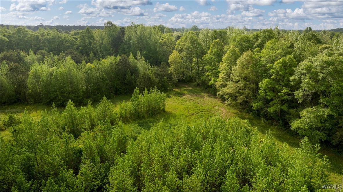 2194 Lum Fife Road, Gordo, Alabama image 13