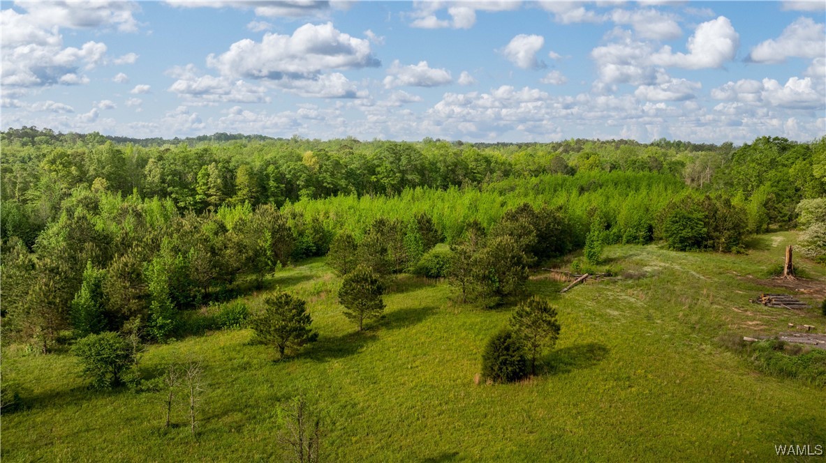 2194 Lum Fife Road, Gordo, Alabama image 12