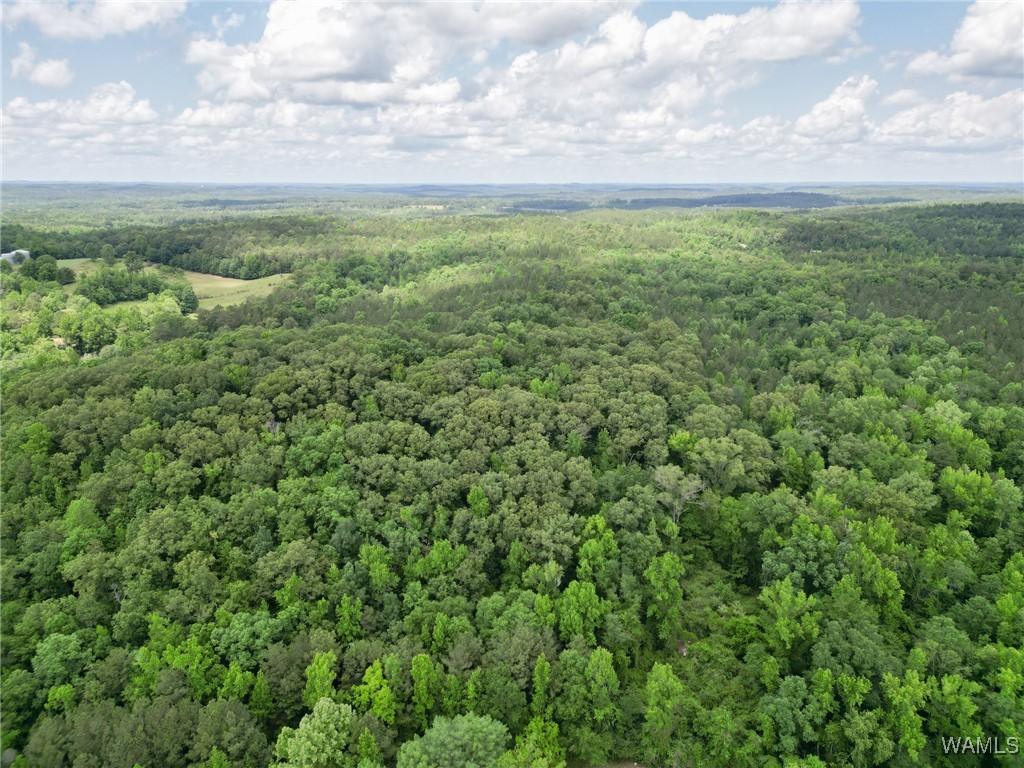 Highway 82, Centreville, Alabama image 29