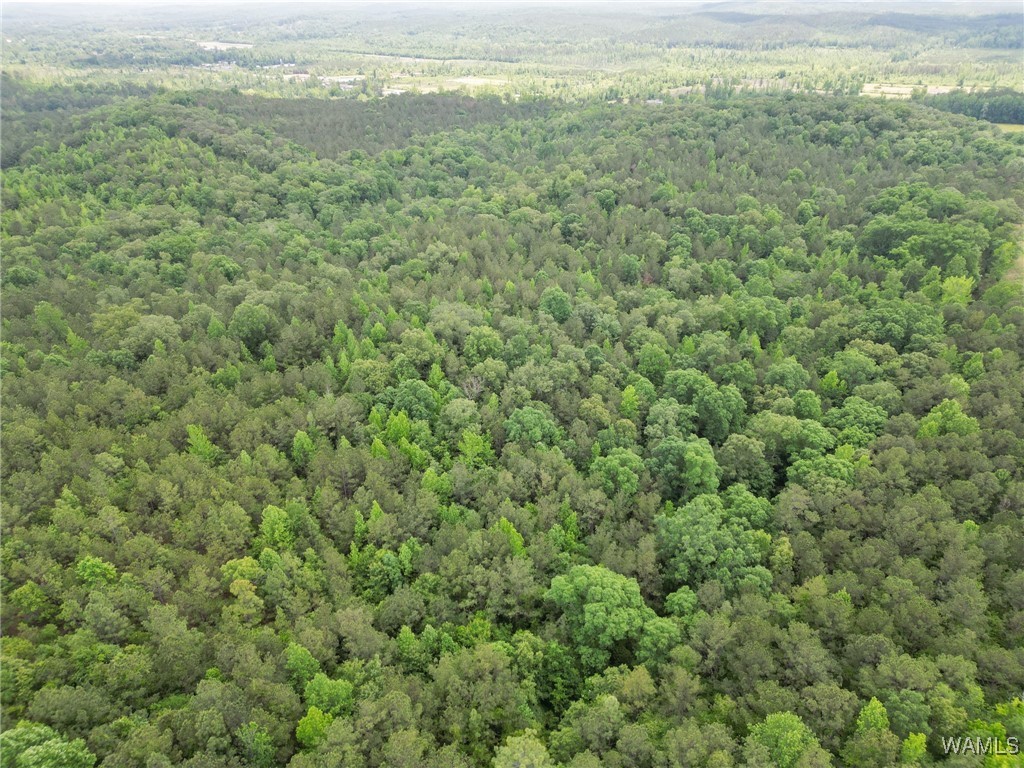 Highway 82, Centreville, Alabama image 17