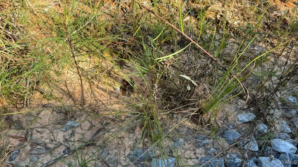 00006 Spring Road, Sweet Water, Alabama image 4