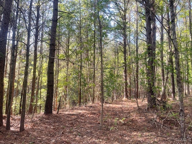 7 Tilly Branch Road, North Port, Alabama image 5