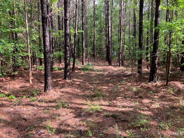 7 Tilly Branch Road, North Port, Alabama image 6