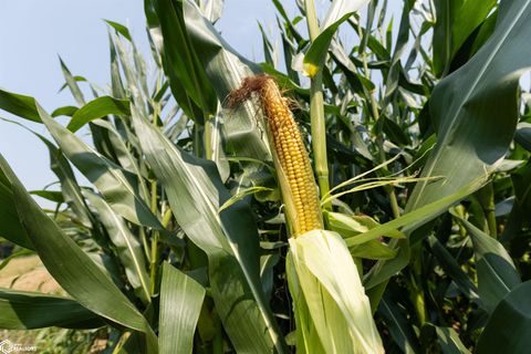 Tiny photo for TBD Pin Oaks Lane, Mount Pleasant, IA 52641 (MLS # 6330698)