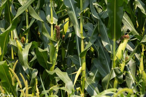 Tiny photo for TBD Pin Oaks Lane, Mount Pleasant, IA 52641 (MLS # 6330698)