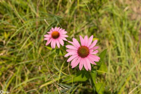 Tiny photo for TBD Pin Oaks Lane, Mount Pleasant, IA 52641 (MLS # 6330698)