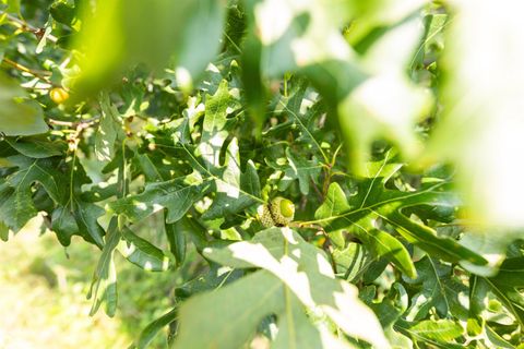 Tiny photo for TBD Pin Oaks Lane, Mount Pleasant, IA 52641 (MLS # 6330698)