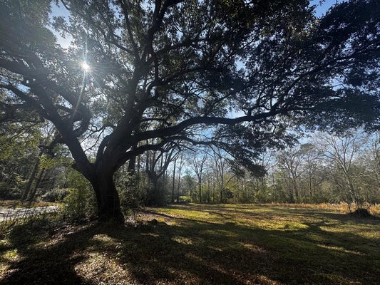 123 LUTHER DAVIS RD, PICAYUNE, MS 39466 - Image cfba04f99b9e4d12dbe1e424cec7ad4d/4203390498