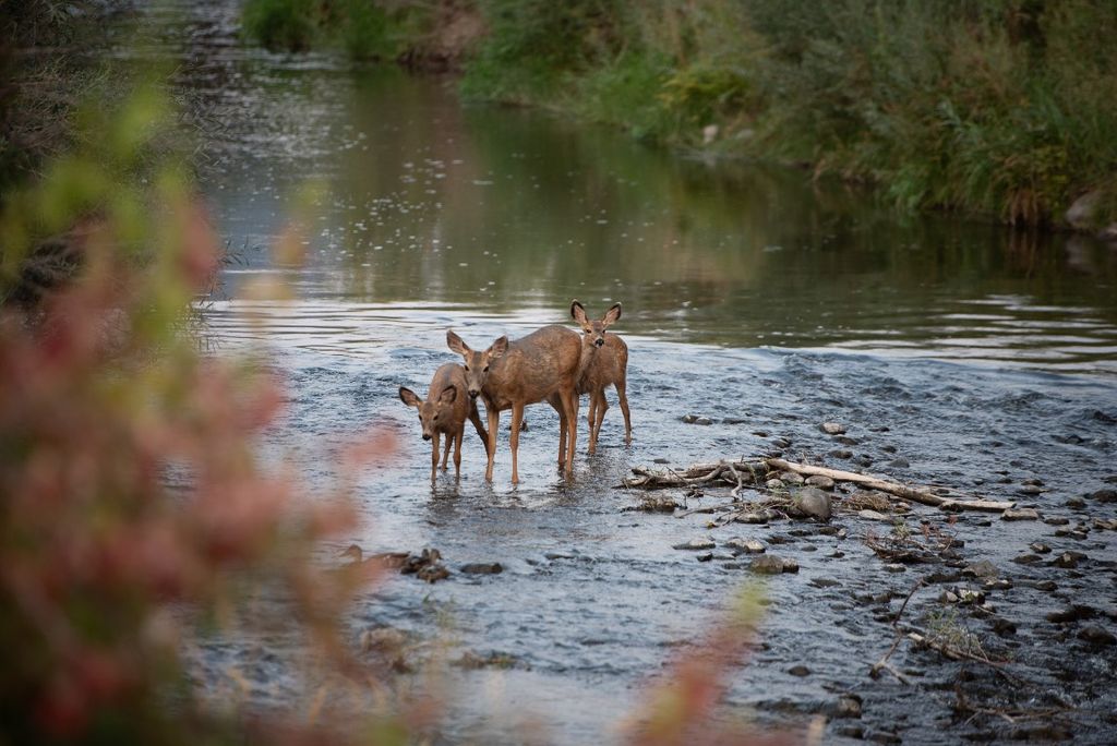 listing image 16514804832528849699