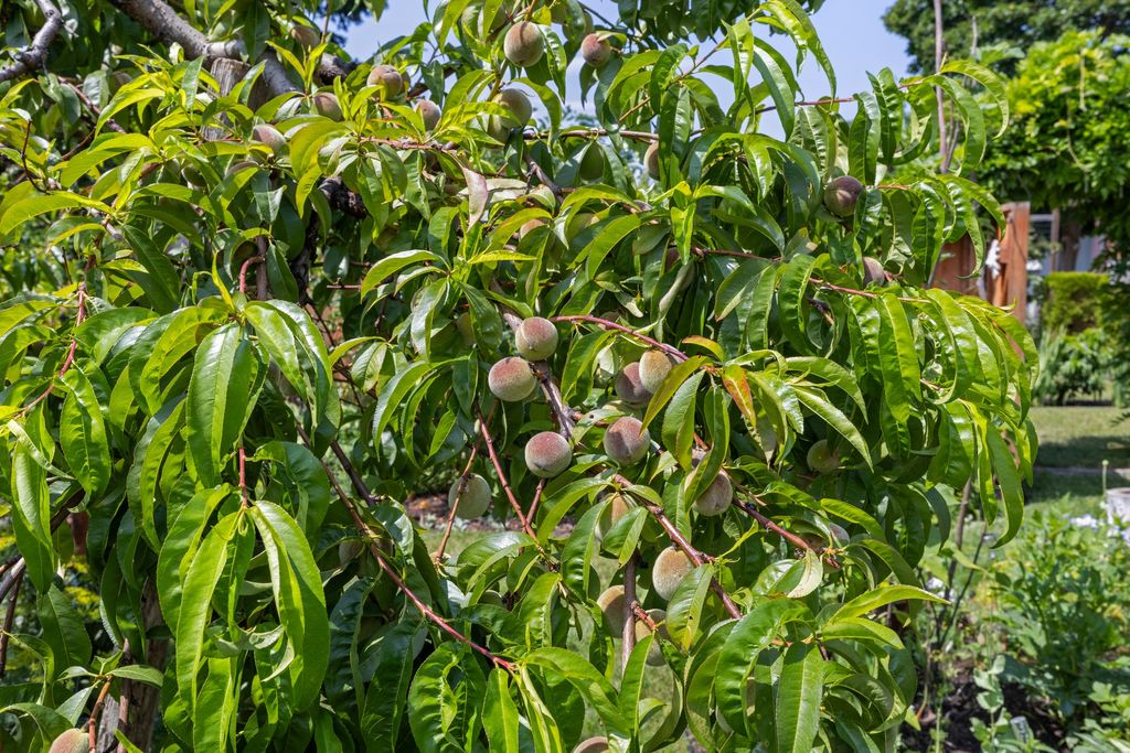 listing image 16511193482346193847