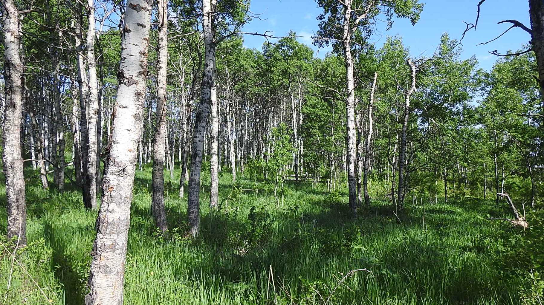 79.41 Acres SE-13-22-3W5