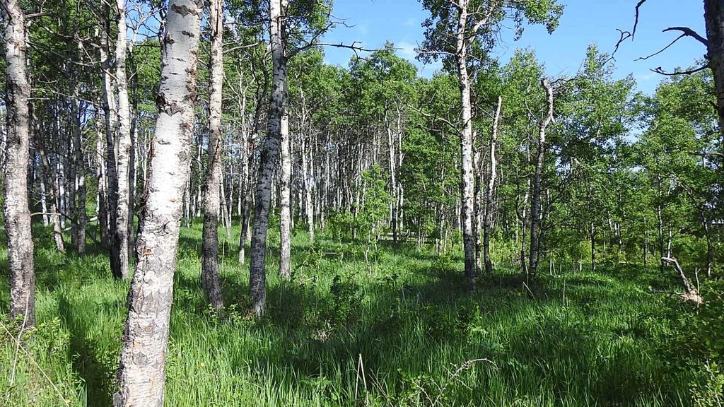 Photo of 79.41 Acres SE-13-22-3W5, Rural Foothills County, AB T1S 2T7 (MLS # A2057428)