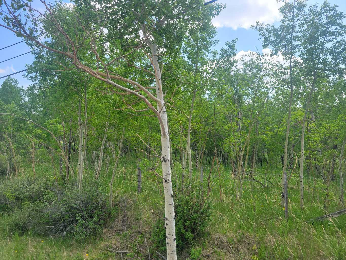 24166 Old Banff Coach Road