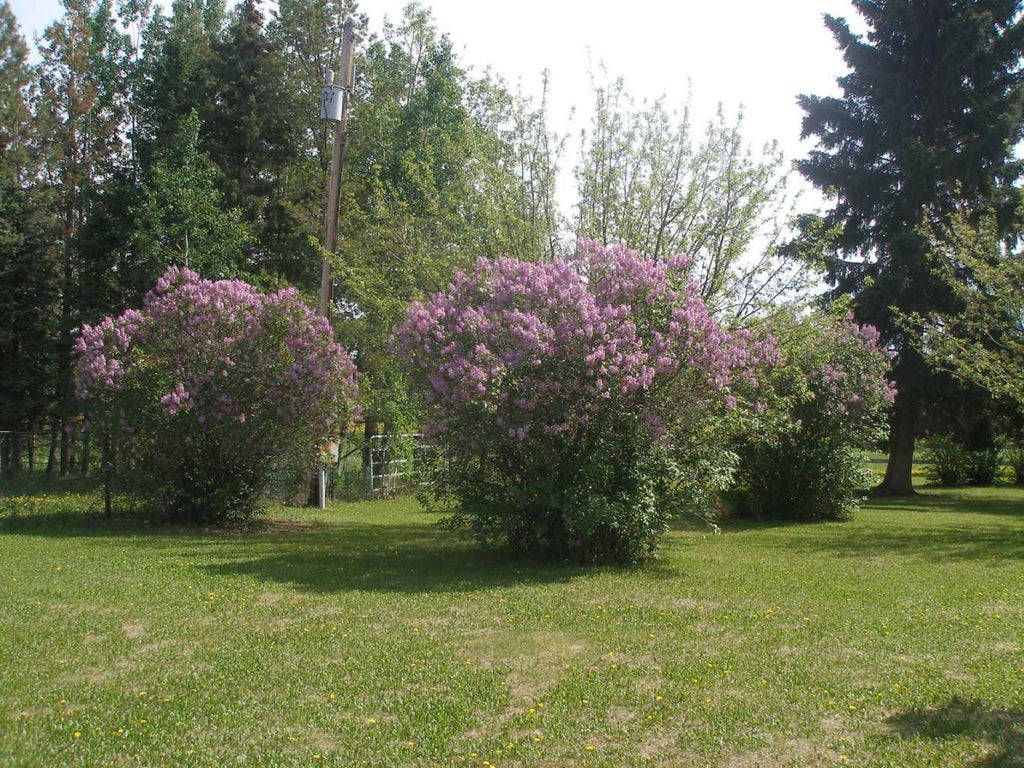 Photo of NE-35-41-3-W5 TOWNSHIP ROAD 420 Farm, Rimbey, AB T0C 2J0 (MLS # A2319093)