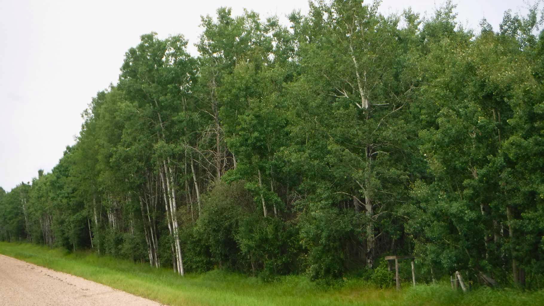 Range Road 231