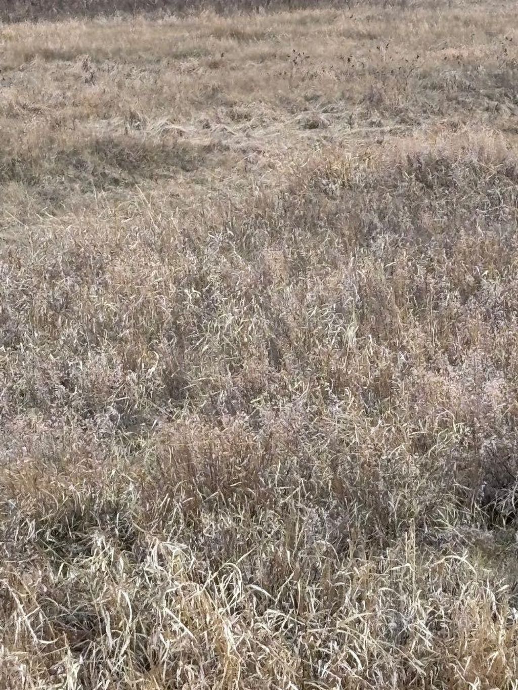 Photo of along Hwy 12, Veteran, AB T0C 1B0 (MLS # A2306989)