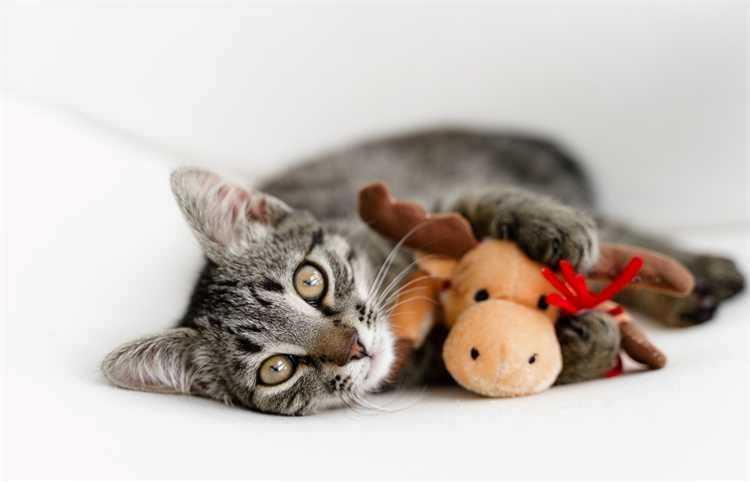 123 Pet Specialty with Grooming Way