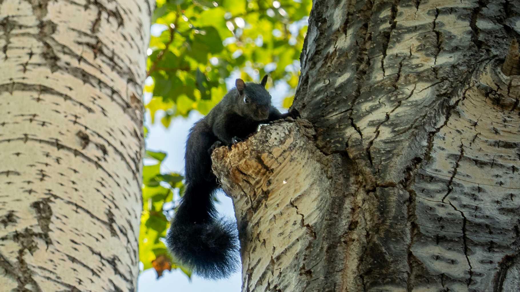 124 Lynnbrook Road SE