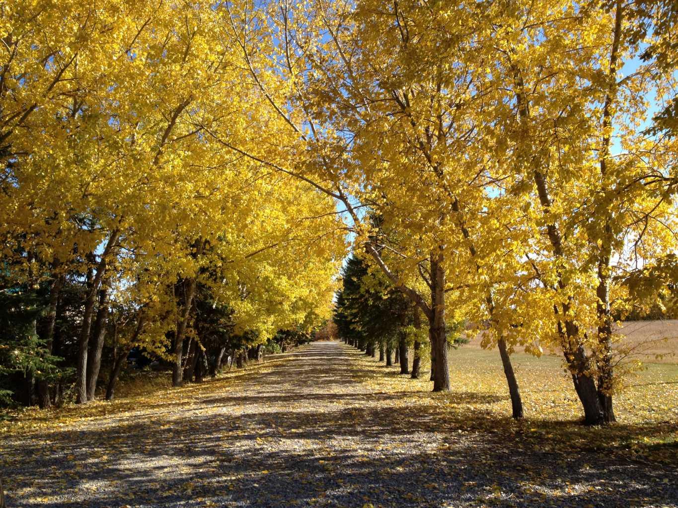 202035 80 Street W 200