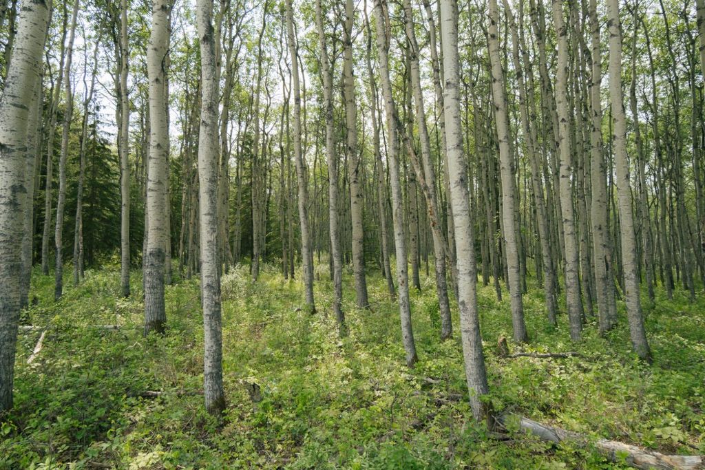 Photo of Range Road 84 Township Road 722 #lot 3, Wembley, AB T0H 2J0 (MLS # A2288606)