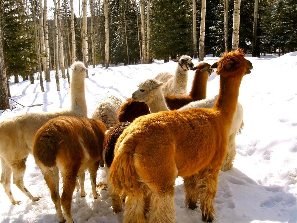 215 Wintergreen Road