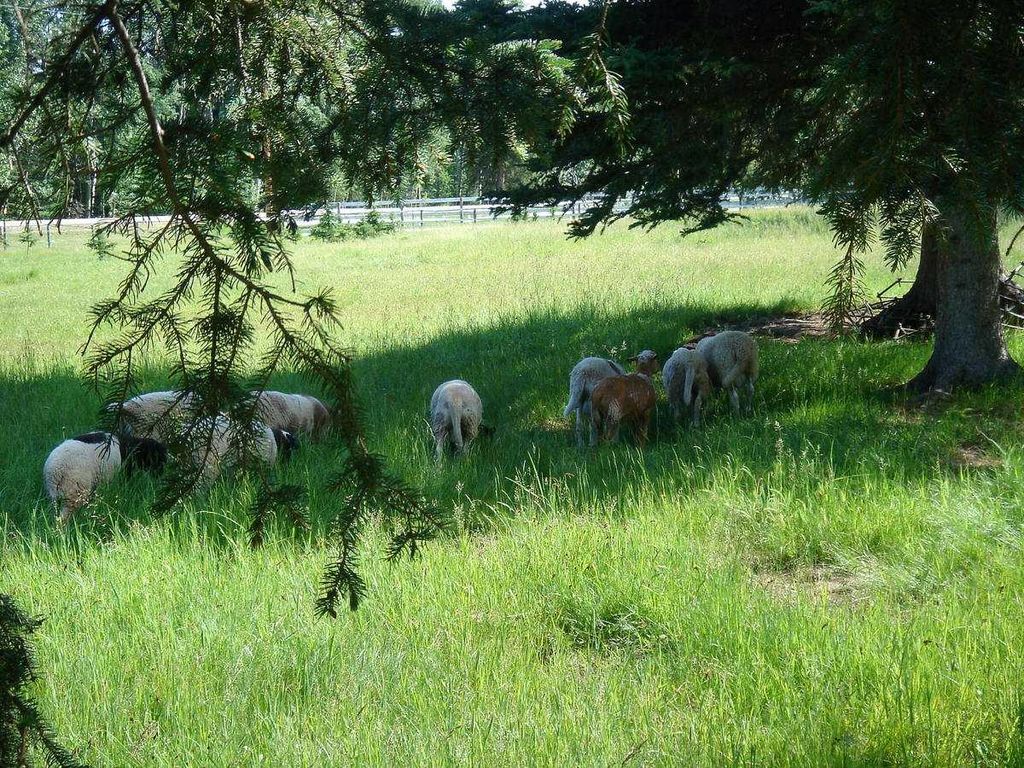 Photo of 215 Wintergreen Road, Rural Rocky View County, AB T0L 0K0 (MLS # C4290335)