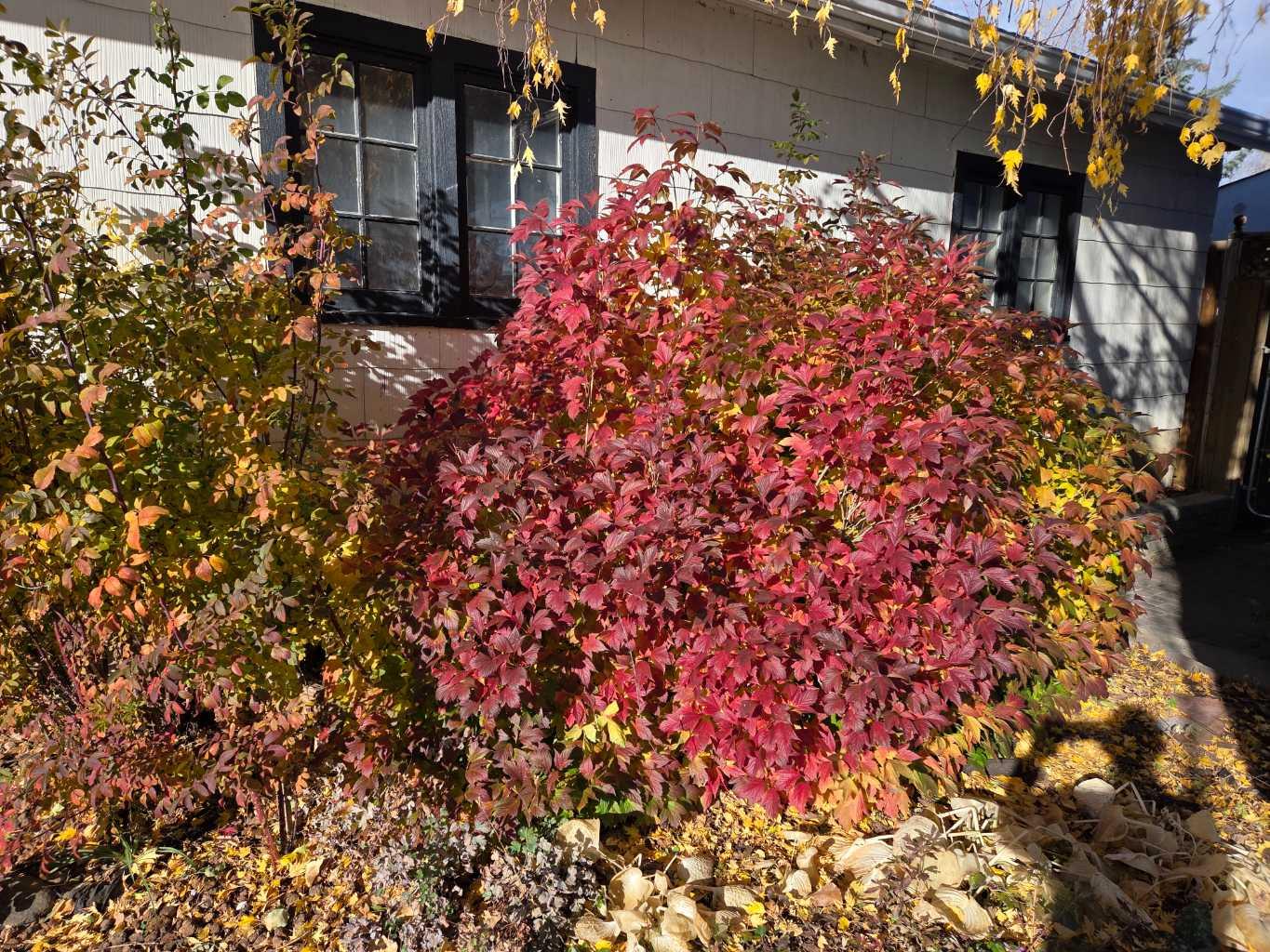 382 Ellis Crescent SE